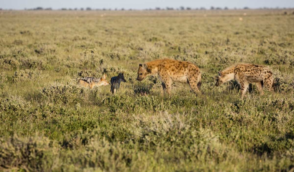 Namibia Hyenas and black-backed jackals eating